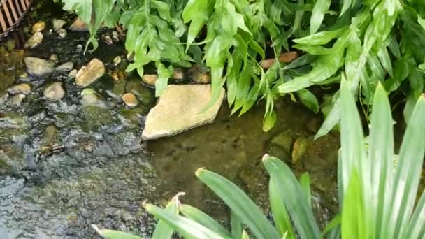 Varias plantas tropicales verdes que crecen cerca de un pequeño arroyo con agua dulce en un día soleado en un jardín increíble. Juguetón brillante selva tropical exótica hojas textura telón de fondo, copyspace. Follaje exuberante. — Vídeo de stock