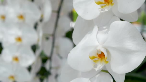 Flores elegantes brancas delicadas do orchid com centros amarelos na luz solar. Feche macro de pétalas tropicais no jardim de primavera. Fundo exótico natural abstrato com espaço de cópia. Padrão floral da flor. — Vídeo de Stock