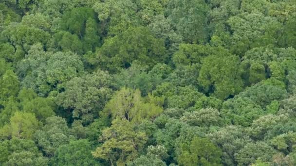 Tropikal yağmur ormanlarındaki yeşil egzotik ağaçlardan oluşan taçlar yukarıdan gelen rüzgarlı bir günde. Parlak sulu egzotik tropikal orman. Yeşillik, soyut, doğal, koyu yeşil bitki örtüsü.. — Stok video