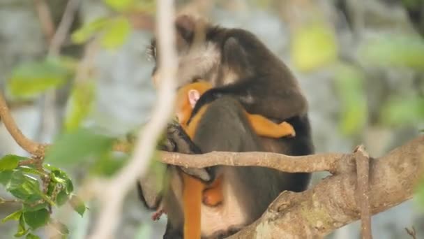 自然の生息地のアン・トン国立公園の緑の葉の中に木の枝にかわいい壮大な葉のラングール、暗い猿。絶滅危惧種の野生動物。環境保全コンセプト — ストック動画