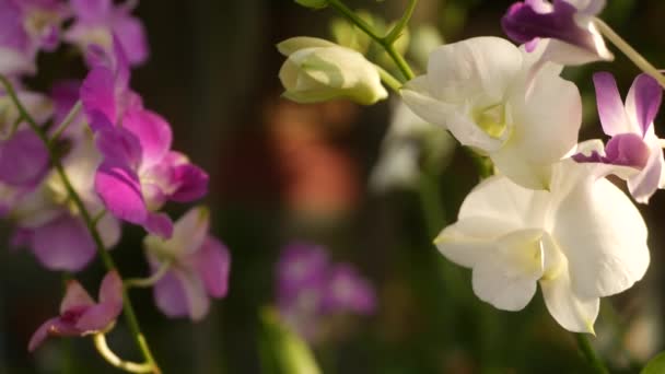 Gyönyörű lila és lila orchideák nőnek elmosódott hátterében zöld park. Zárja be a makro trópusi szirmok tavaszi kertben között napsugarak. Egzotikus finom virágos virág fénymásoló hellyel — Stock videók