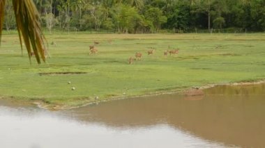 Genç, zarif geyik, yeşil, sulu çimenleri olan yeşil çayır. Şirin hayvanlarla dolu bir bahar çayırı. Tropikal Asya 'daki çiftlik hayvanları tarlası. Yavru geyik sürüsüyle doğal gecikme. Çevre koruma