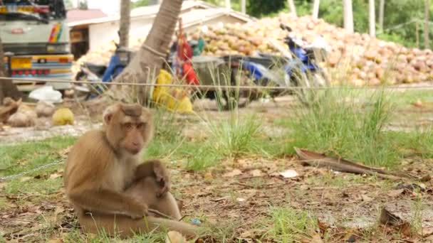 Cute monkey worker rest from coconut harvest collecting. The use of animal labor in captivity on the chain. Farm with nuts ready for oil and pulp production. Traditional asian agriculture in Thailand — 비디오