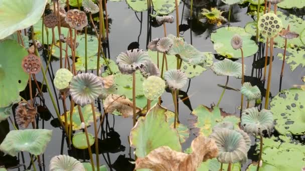 높은 줄기에 푸른 연꽃 잎이나 있고 음침 한 물에 있는 씨가 그 위에 있다. 호수, 연못, 늪. 버드 디의 상징이야. 특이 한 열 대 잎 질감. 자연환경의 어두운 배경을 뚜렷이 드러내는 식물들. — 비디오