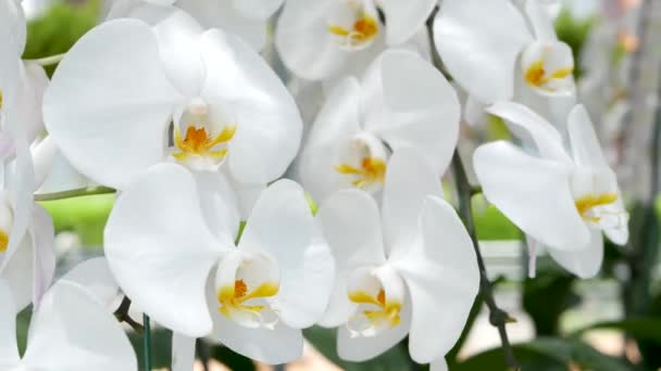 Zarte weiße, elegante Orchideenblüten mit gelben Zentren im Sonnenlicht. Nahaufnahme Makro tropischer Blütenblätter im Frühlingsgarten. Abstrakter natürlicher exotischer Hintergrund mit Kopierraum. Florales Blütenmuster.