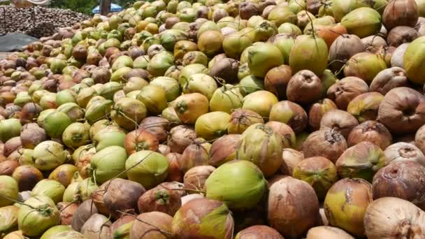 Fazenda de coco com nozes prontas para produção de óleo e polpa. Grandes pilhas de cocos maduros. Paradise Samui ilha tropical na Tailândia. Tradicional agricultura asiática . — Vídeo de Stock