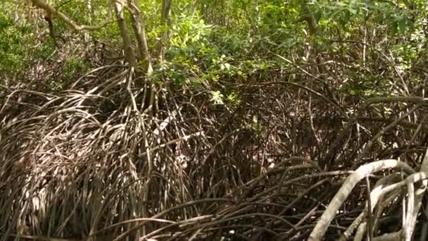 Floresta de mangue grossa e intransitável em dia ensolarado. Árvores com coroas exuberantes e troncos finos flexíveis na floresta de manguezais. Os raios do sol iluminam raízes no rio. contexto tropical exótico — Vídeo de Stock