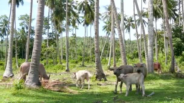 Buffalo család a zöld növényzet között. Nagy, jól karbantartott bikák legelnek a növényzetben, tipikus táj a kókuszpálma ültetvény Thaiföldön. Mezőgazdasági koncepció, hagyományos állatállomány Ázsiában — Stock videók