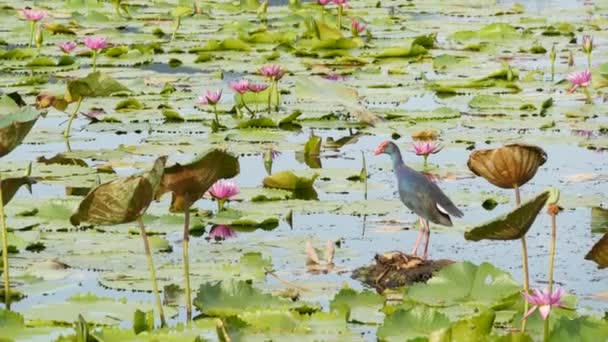 Westelijk moeras op meer met waterlelies, roze lotussen in somber water reflecterende vogels. Migrerende vogels in het wild. Exotische tropische vijver. Milieubehoud, bedreigde diersoorten. — Stockvideo