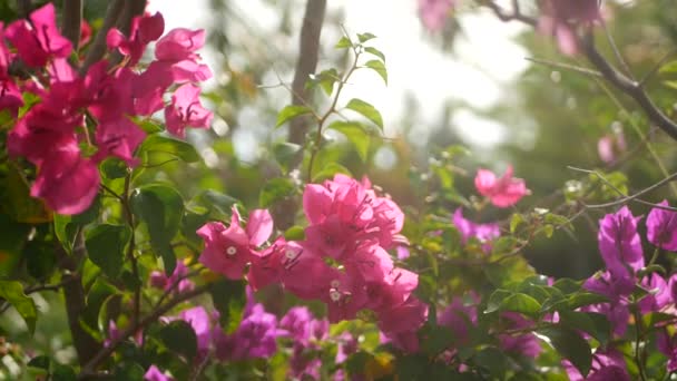 春の庭に咲く色とりどりの熱帯の花のマクロを閉じ、日当たりの良い緑豊かな葉の間に柔らかい花弁があります。概要コピースペースを持つ自然エキゾチックな背景。花や葉の模様. — ストック動画