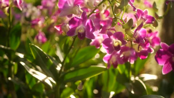 Hermosas orquídeas lila púrpura y magenta creciendo sobre fondo borroso del parque verde. Primer plano de los pétalos macro tropicales en el jardín de primavera entre los rayos soleados. Flor floral delicada exótica con espacio de copia — Vídeos de Stock