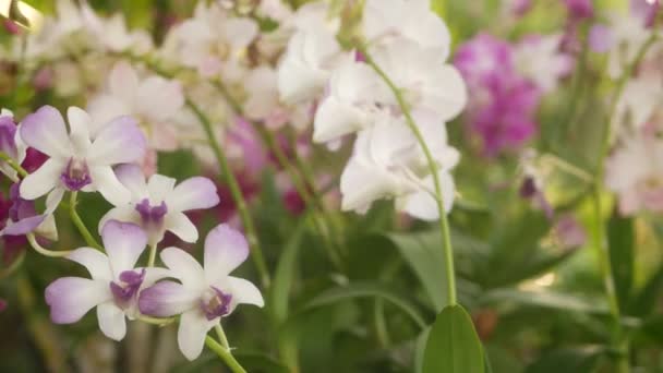 Lindas orquídeas lilás roxas e magenta crescendo no fundo borrado do parque verde. Feche pétalas tropicais macro no jardim de primavera entre raios ensolarados. Flor floral delicada exótica com espaço de cópia — Vídeo de Stock