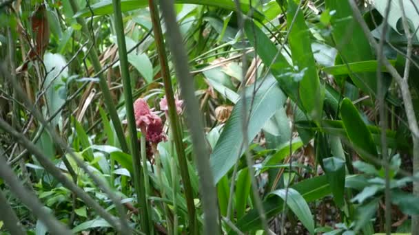 Suddig närbild, ljusa saftiga exotiska tropiska djungeln lämnar konsistens bakgrund, copyspace. Lysande lövverk i trädgården. Abstrakt naturlig mörkgrön vegetation bakgrund mönster, vilda sommaren regnskog. — Stockvideo