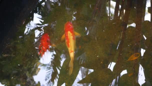 Latar belakang alami, akuarium ditutup. Ikan Koi Carp Jepang yang berwarna-warni berenang di kolam kebun tradisional. Carps Fancy Cina di bawah permukaan air. Simbol Oriental keberuntungan dan keberuntungan . — Stok Video