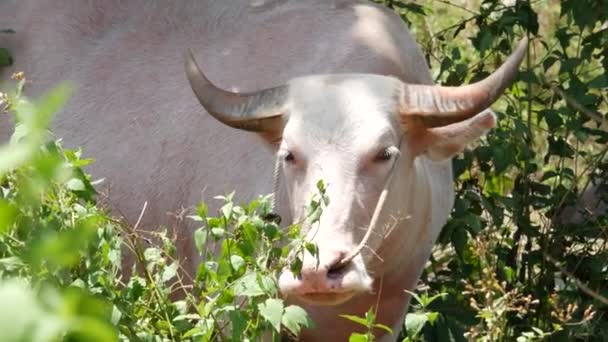 Yeşil bitkilerin arasında albino bufalo. Tayland 'daki tipik hindistan cevizi palmiyesi çiftliği manzarası. Tarım kavramı, Asya 'daki geleneksel çiftlik hayvanları. — Stok video