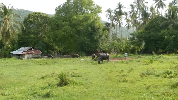 Vista lateral de búfalos asiáticos grises sanos que se alimentan de pastos con hierba verde y jugosa rodeados de árboles brillantes. Paisaje típico de Tailandia. Concepto de agricultura, ganadería tradicional en Asia. — Vídeos de Stock