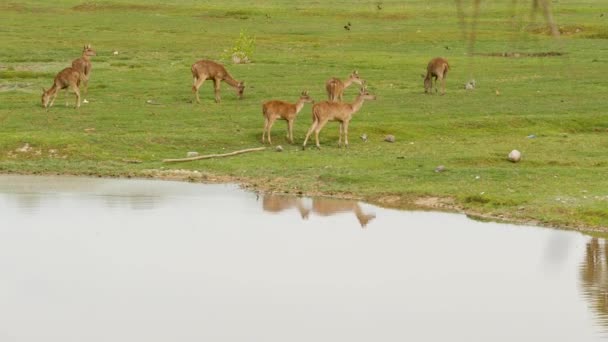 Jonge sterke sierlijke herten, groene weide met groen sappig gras. Voorjaarsweide met schattige dieren. Veeteelt in tropisch Azië. Natuurlijke lagndaschaft met groep van gazons. Milieubehoud — Stockvideo