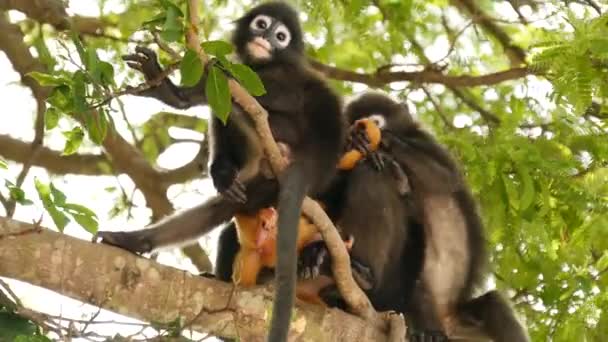 自然の生息地のアン・トン国立公園の緑の葉の中に木の枝にかわいい壮大な葉のラングール、暗い猿。絶滅危惧種の野生動物。環境保全コンセプト — ストック動画