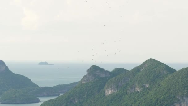 Van boven zwerm ooievaars die tegen tropische eilanden vliegen. Zwevende vogels, symbool van vrijheid en natuur. Begrip milieubescherming en bedreigde diersoorten in nationale parken — Stockvideo