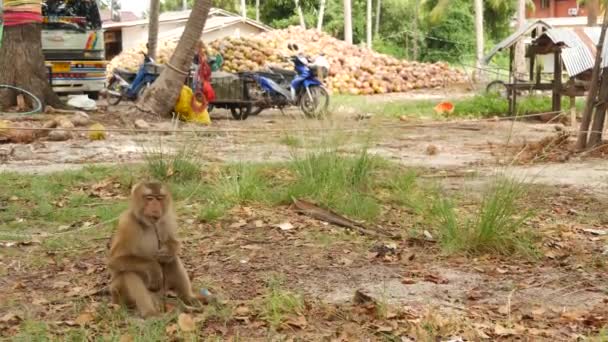 Carino scimmia lavoratore riposo dalla raccolta del cocco. L'uso del lavoro animale in cattività sulla catena. Azienda agricola con noci pronte per la produzione di olio e polpa. Agricoltura tradizionale asiatica in Thailandia — Video Stock