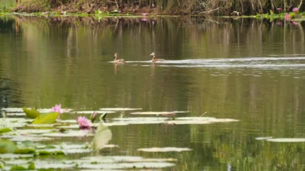 Kaczki na jeziorze z liliami wodnymi, różowe lotosy w ponurej wodzie odbijające ptaki. Ptaki wędrowne w dziczy. Egzotyczny tropikalny krajobraz ze stawem. Ochrona środowiska, koncepcja zagrożonych gatunków — Wideo stockowe