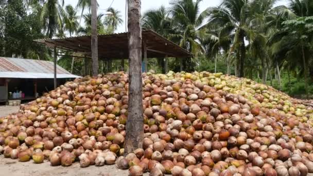 Coconut farm with nuts ready for oil and pulp production. Large piles of ripe sorted coconuts. Paradise Samui tropical island in Thailand. Traditional asian agriculture. — 图库视频影像