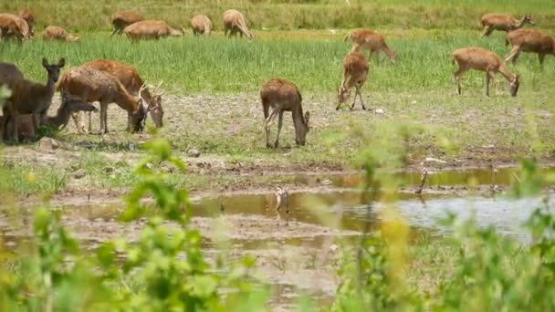 Young strong graceful deer, green pasture with green juicy grass. Spring meadow with cute animals. Livestock field in tropical Asia. Natural lagndaschaft with group of fawns. Environment conservation — Stock Video