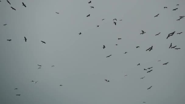 Von unten fliegen Storchenschwärme gegen grauen bewölkten Himmel. Silhouetten von schwebenden Vögeln als Symbol für Freiheit und Natur. Konzept zum Schutz der Umwelt und gefährdeter Tierarten — Stockvideo