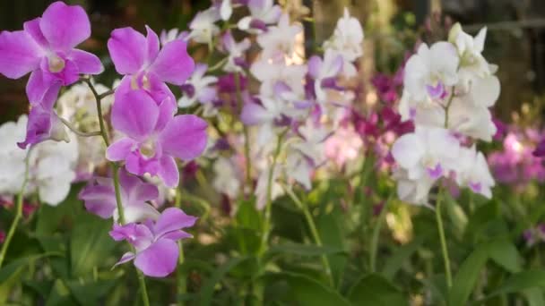 Beautiful lilac purple and magenta orchids growing on blurred background of green park. Close up macro tropical petals in spring garden among sunny rays. Exotic delicate floral blossom with copy space — Stock Video