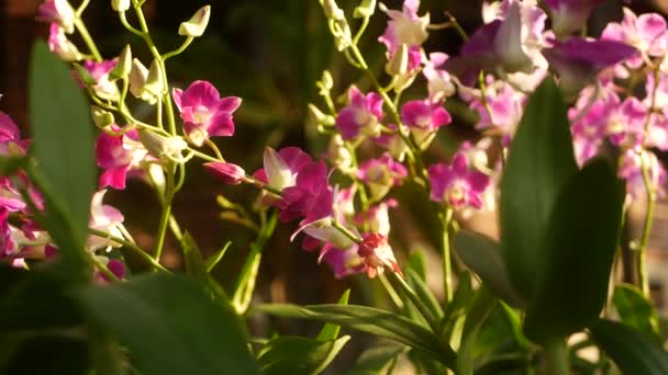 Lindas orquídeas lilás roxas e magenta crescendo no fundo borrado do parque verde. Feche pétalas tropicais macro no jardim de primavera entre raios ensolarados. Flor floral delicada exótica com espaço de cópia — Vídeo de Stock