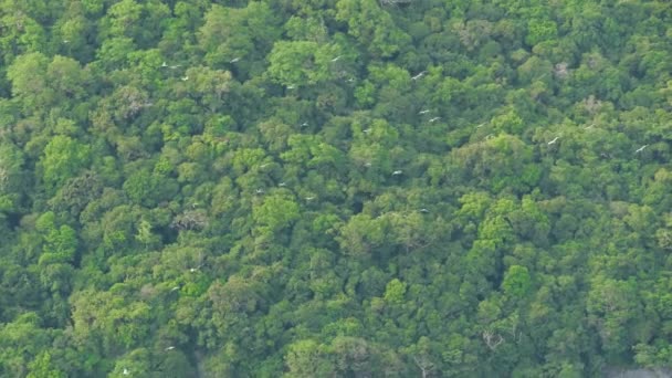 Från ovan flock storkar som flyger mot tropiska öar. Svävande fåglar, symbol för frihet och natur. Begreppet miljöskydd och utrotningshotade djurarter i nationalparker — Stockvideo