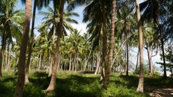Пальмы на берегу моря. Кокосовые пальмы и зеленая трава на пляже в Таиланде в солнечный день. Плантация в тропическом раю экзотической стране. Нарушение экосистем и вырубка лесов. — стоковое видео