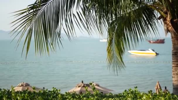 Palm tengerpart és csónakok nyugodt hullámokon. Csodálatos táj színes hajók kaliforniai víz és zöld strand napsütéses napon. Lazítson, nyaralás nyaralás üdülőhely koncepció. Paradicsom trópusi sziget. — Stock videók