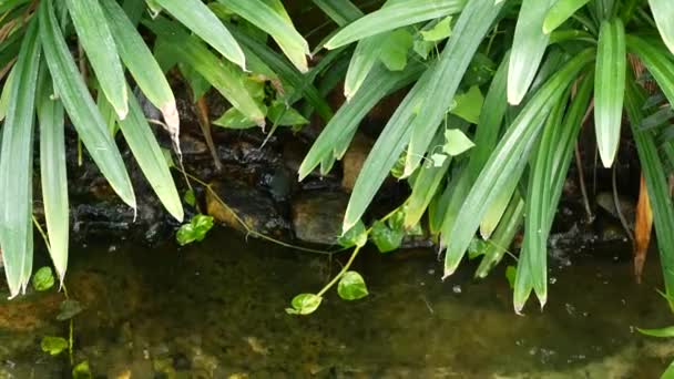 Várias plantas tropicais verdes crescendo perto de pequeno riacho com água doce no dia ensolarado em um jardim incrível. Suculento brilhante tropical selva exótica folhas textura pano de fundo, copyspace. Folhagem exuberante. — Vídeo de Stock