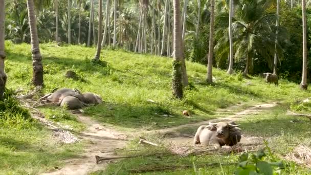 Buffalo familj bland grön vegetation. Stora välskötta tjurar betar i grönska, typiskt landskap av kokospalmplantage i Thailand. Jordbrukskoncept, traditionell boskap i Asien — Stockvideo