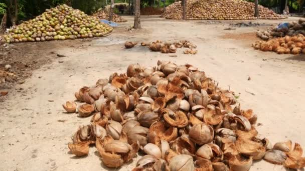 Granja de coco con frutos secos listos para la producción de aceite y pulpa. Grandes pilas de cocos maduros clasificados. Isla tropical Paradise Samui en Tailandia. Agricultura tradicional asiática . — Vídeo de stock