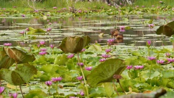 Утки на озере с водяными лилиями, розовые лотосы в мрачной воде, отражающей птиц. Мигрирующие птицы в дикой природе. Экзотический тропический пейзаж с прудом. Охрана окружающей среды, концепция исчезающих видов — стоковое видео