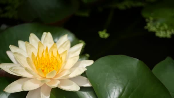 Suddig närbild makro av färgglada tropiska blommor i vår trädgård med mjuka kronblad bland soliga frodiga lövverk. Abstrakt naturlig exotisk bakgrund med kopieringsutrymme. Blommor och blad mönster. — Stockvideo