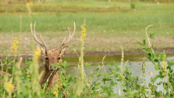 Jonge sterke sierlijke herten, groene weide met groen sappig gras. Voorjaarsweide met schattige dieren. Veeteelt in tropisch Azië. Natuurlijke lagndaschaft met groep van gazons. Milieubehoud — Stockvideo