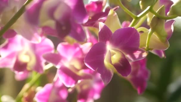 Hermosas orquídeas lila púrpura y magenta creciendo sobre fondo borroso del parque verde. Primer plano de los pétalos macro tropicales en el jardín de primavera entre los rayos soleados. Flor floral delicada exótica con espacio de copia — Vídeos de Stock