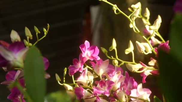 美丽的淡紫色和洋红色兰花生长在绿地模糊的背景上。 在阳光普照的春光中,关闭了春天花园中的热带大花瓣. 具有复制空间的离奇精致的花卉花朵 — 图库视频影像
