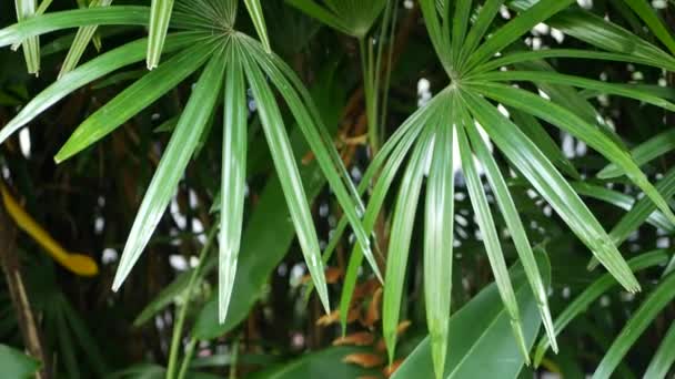 Unscharfe Nahaufnahmen, helle saftige exotische tropische Dschungel hinterlässt Textur Hintergrund, Kopierraum. Üppiges Laub im Garten. Abstrakte natürliche dunkelgrüne Vegetation Hintergrundmuster, wilder Sommer Regenwald. — Stockvideo