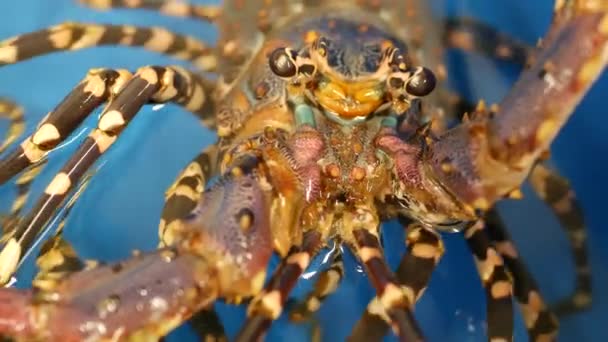 Gros plan macro, homards crus vivants dans la boutique. Bassin bleu avec eau glacée, charcuterie de homards méditerranéens frais non cuits placés sur étal dans un magasin de fruits de mer. Contexte naturel avec les habitants marins .