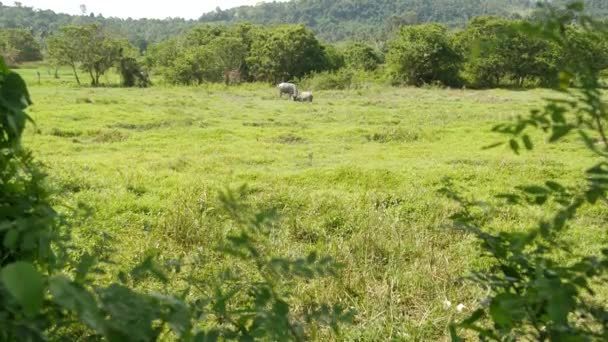 Vista lateral de búfalos asiáticos grises sanos que se alimentan de pastos con hierba verde y jugosa rodeados de árboles brillantes. Paisaje típico de Tailandia. Concepto de agricultura, ganadería tradicional en Asia. — Vídeo de stock