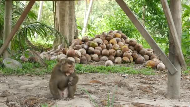 Cute monkey worker rest from coconut harvest collecting. The use of animal labor in captivity on the chain. Farm with nuts ready for oil and pulp production. Traditional asian agriculture in Thailand — 图库视频影像