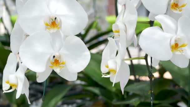 Delicati fiori bianchi eleganti orchidee con centri gialli alla luce del sole. Macro ravvicinato di petali tropicali nel giardino primaverile. Astratto sfondo esotico naturale con spazio di copia. Modello floreale fiore. — Video Stock