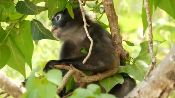 Schattig spectaculair blad langur, donkere aap op boomtak te midden van groene bladeren in Ang Thong nationaal park in natuurlijke habitat. Wilde dieren van bedreigde diersoorten. Milieubeschermingsconcept — Stockvideo