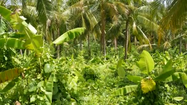 Parlak yeşil muz çiftliği ve Tayland 'da güneşli bir günde hindistan cevizi palmiyesi. Tayland 'da tipik bir manzara. Asya 'da geleneksel tarım. Parlak, sulu, egzotik tropikal yapraklar. — Stok video