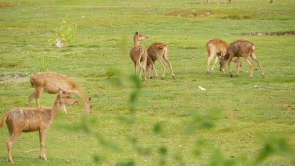 Jeune cerf fort et gracieux, pâturage vert avec herbe verte juteuse. Prairie printanière avec de jolis animaux. Champ d'élevage en Asie tropicale. Lagndaschaft naturel avec groupe de faons. Conservation de l'environnement