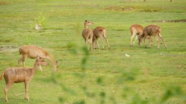 Jonge sterke sierlijke herten, groene weide met groen sappig gras. Voorjaarsweide met schattige dieren. Veeteelt in tropisch Azië. Natuurlijke lagndaschaft met groep van gazons. Milieubehoud — Stockvideo